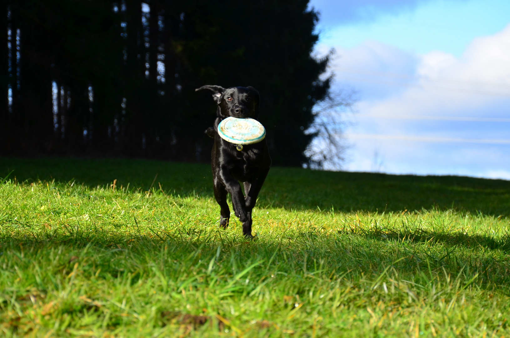 Beau liebt seine neue Frisbee....