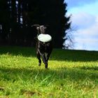 Beau liebt seine neue Frisbee....