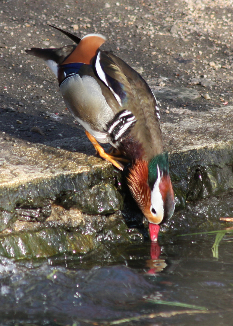 Beau Mandarin