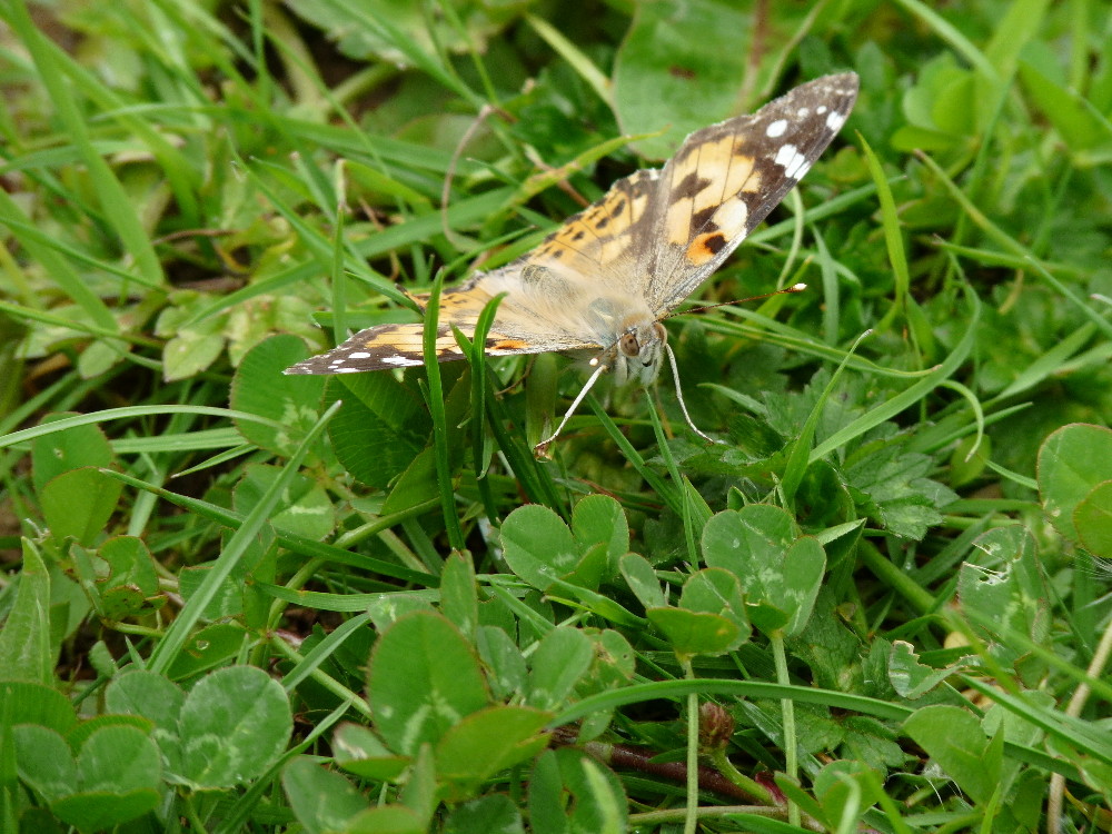 beau papillon