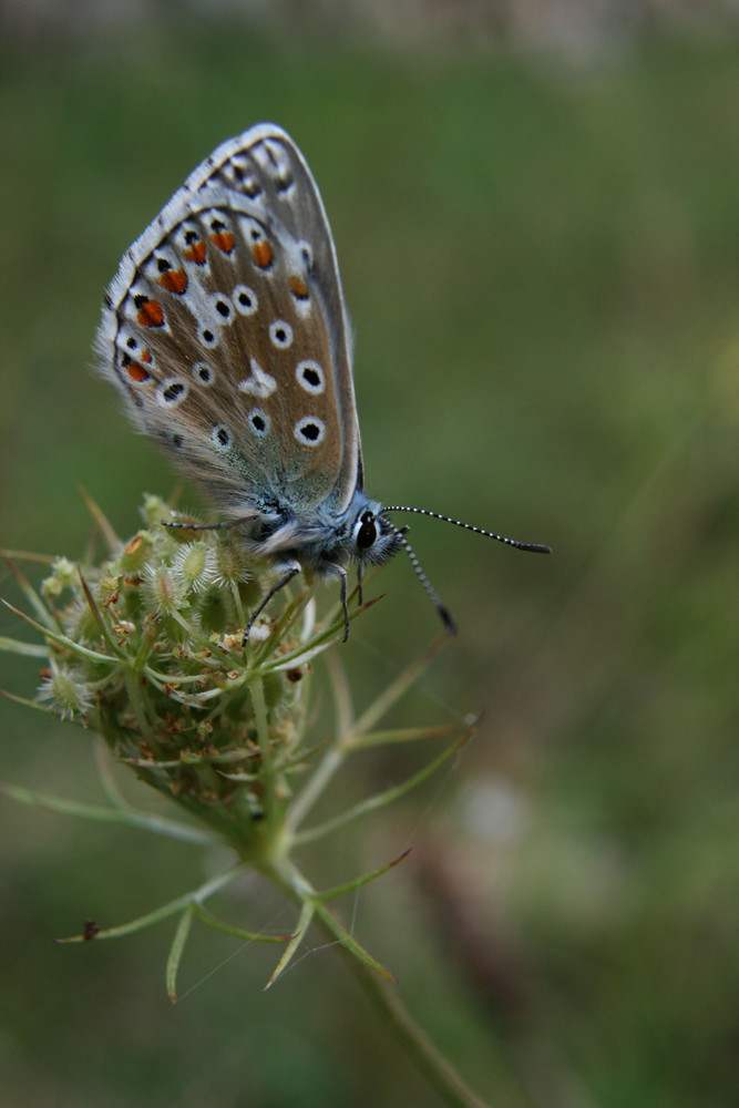 Beau papillon bleu