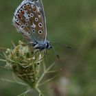 Beau papillon bleu