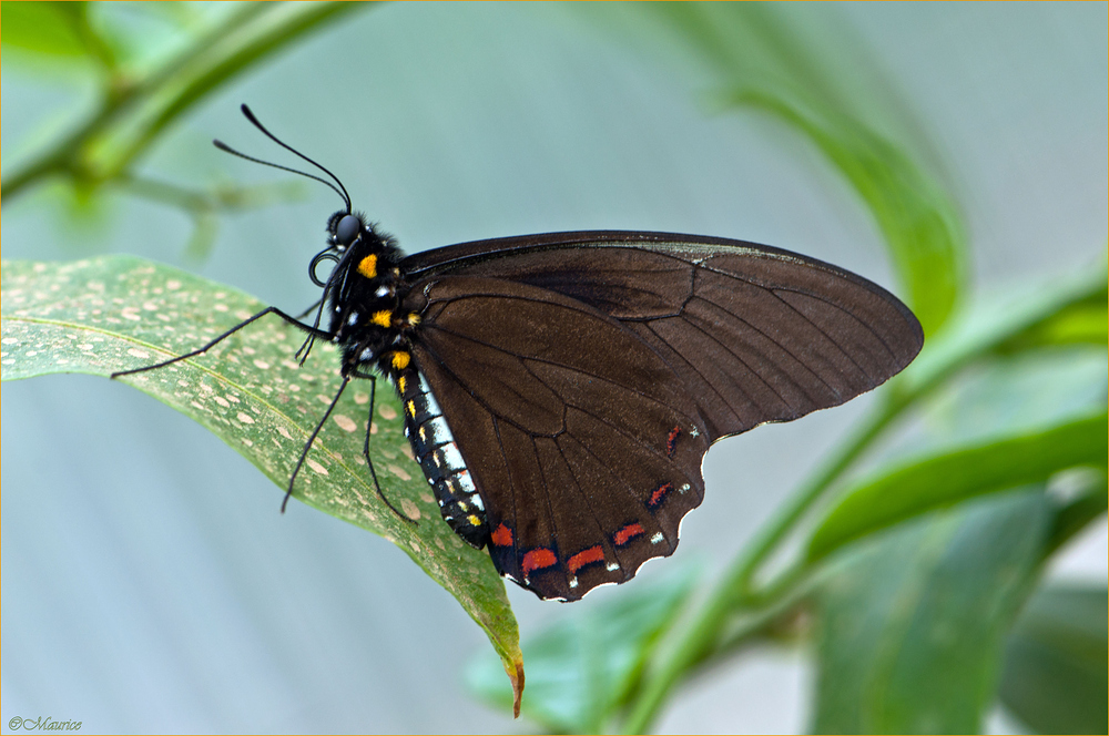 BEAU PAPILLON