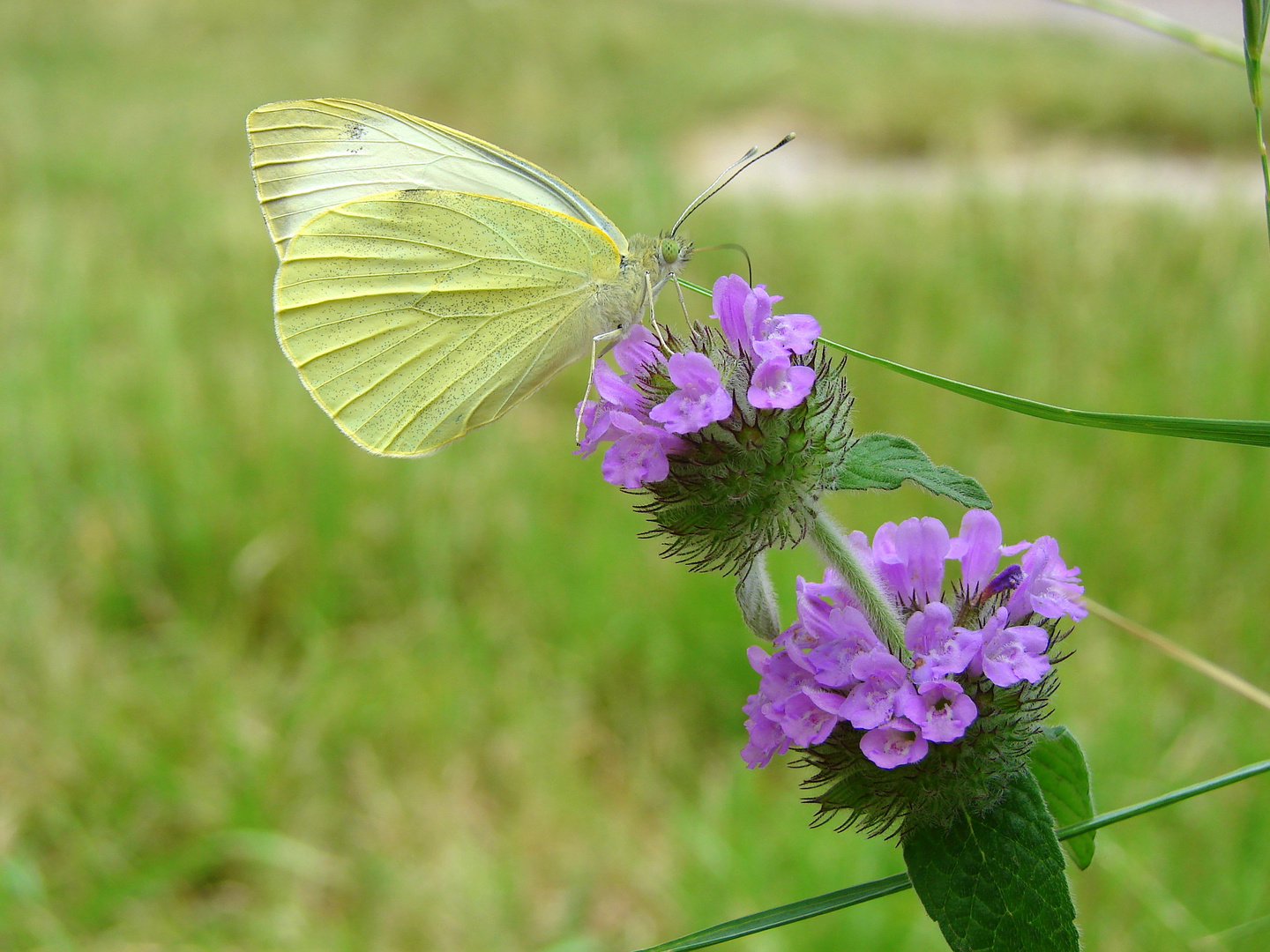 BEAU PAPILLON