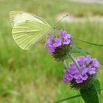 BEAU PAPILLON