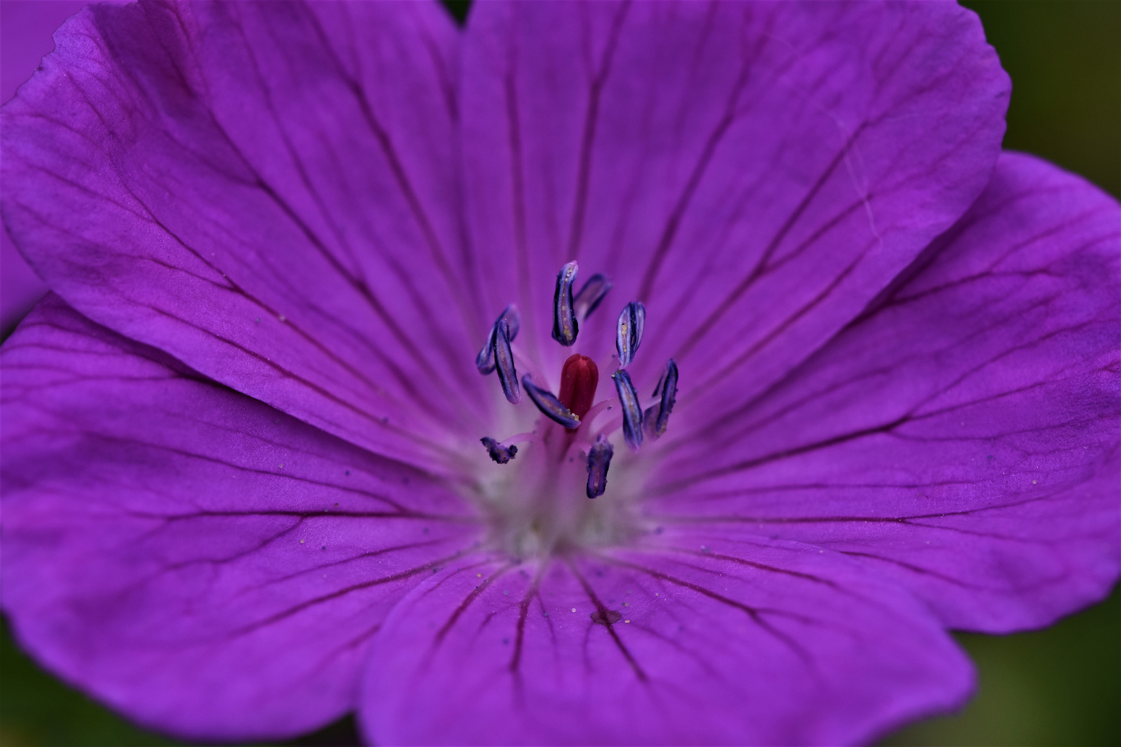 Beau pistil,  Parties femelles d’une fleur.