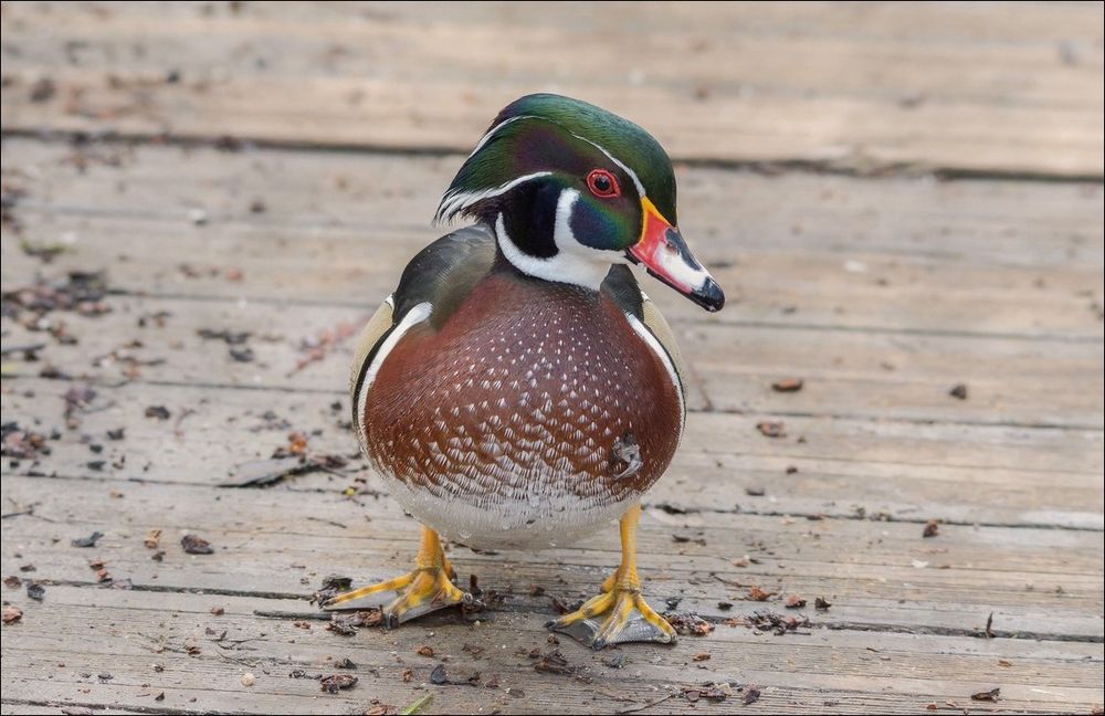 Beau profil n'est-ce pas!!!!Vous avez remarqué ma super coupe!!!