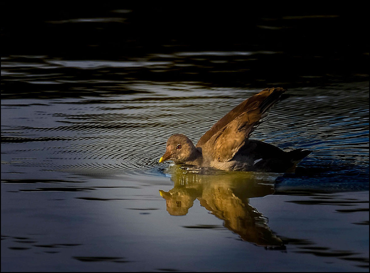 Beau reflet