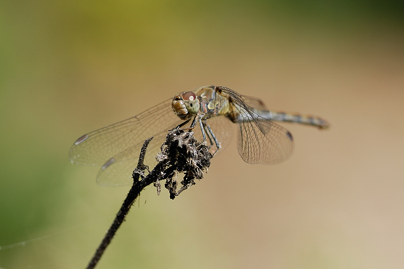 beau regard