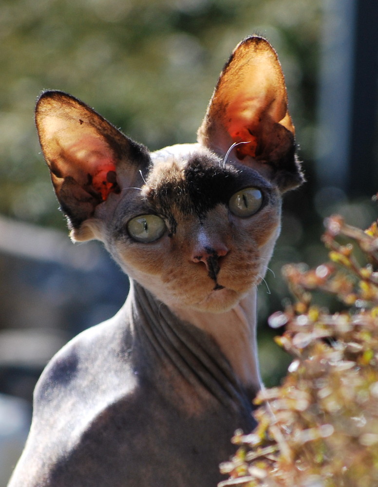 Beau regard de sphinx