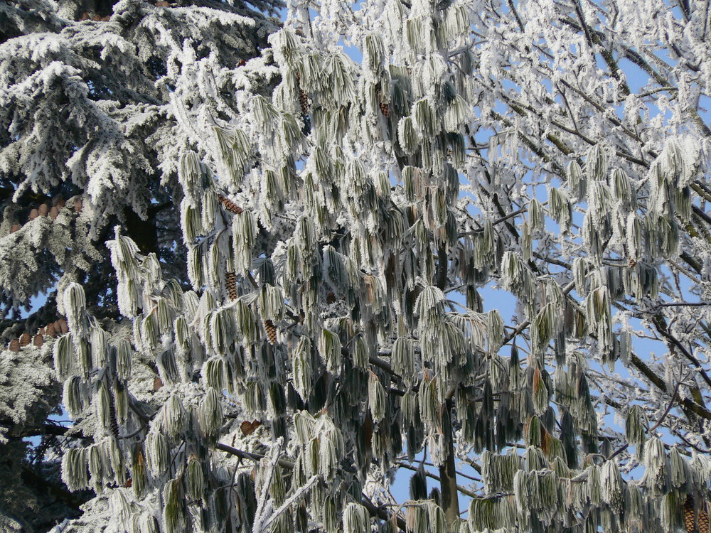 beau temps froid et gelé