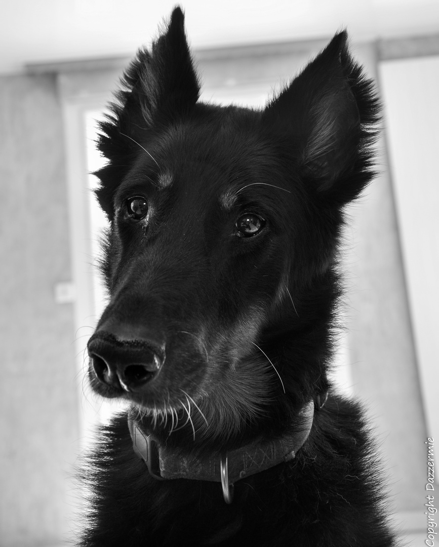 Beauceron