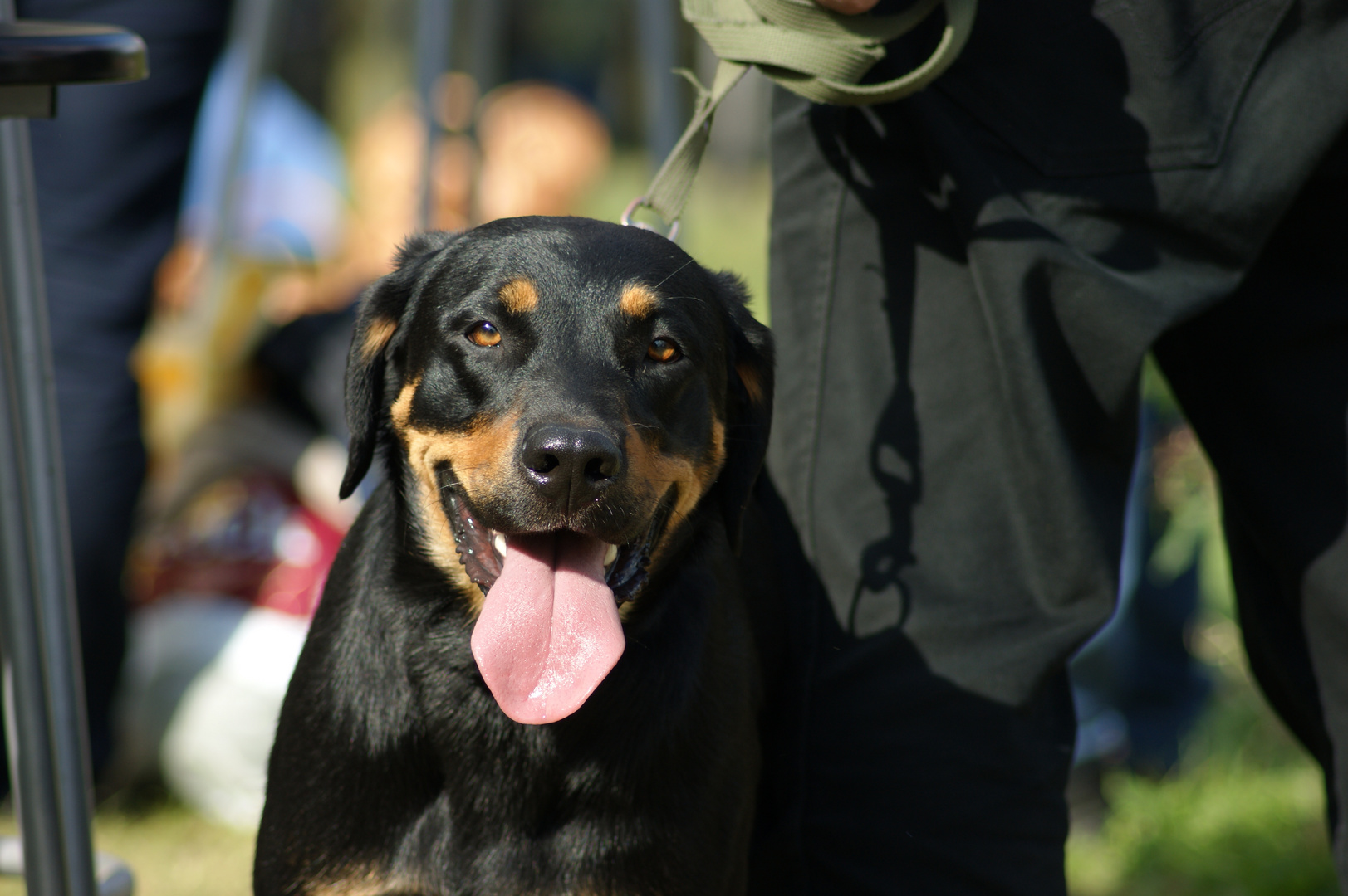 Beauceron