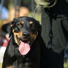 Beauceron