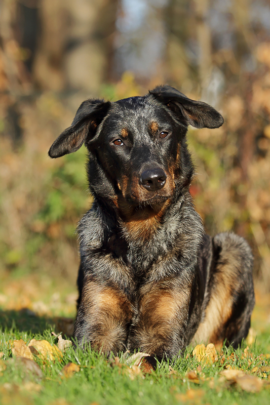 Beauceron - Almette