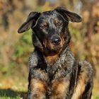 Beauceron - Almette