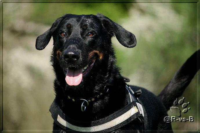 Beauceron