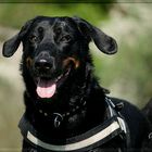 Beauceron