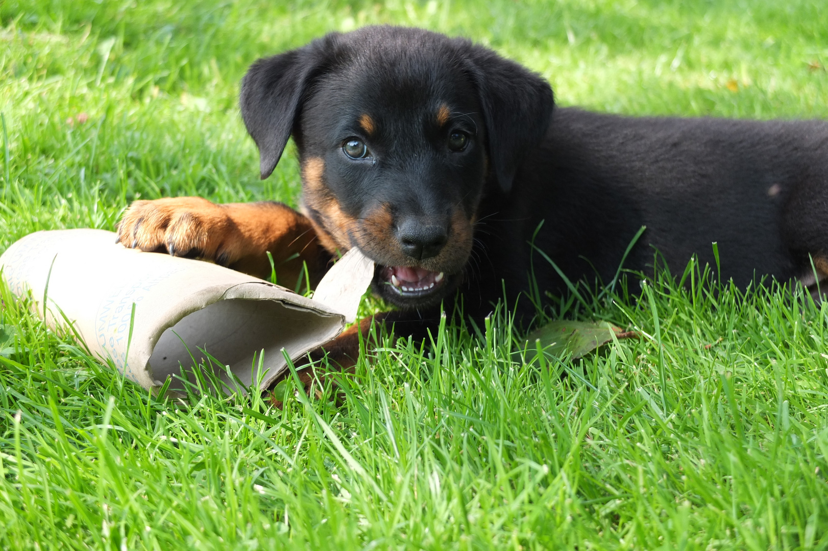 Beauceron Hündin 7 Wochen jung