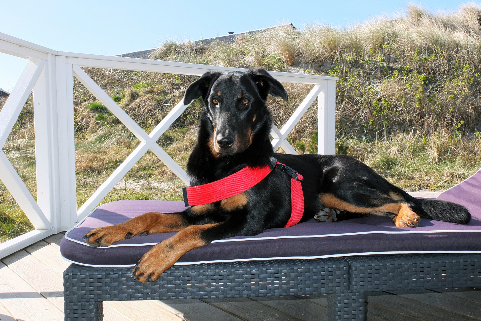 Beauceron im Relax-Modus