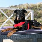 Beauceron im Relax-Modus