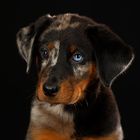 Beauceron Welpe