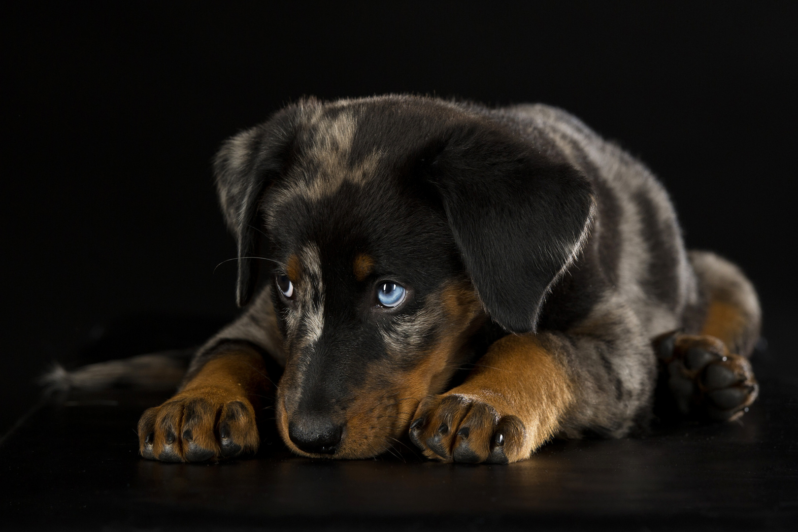 Beauceron Welpe