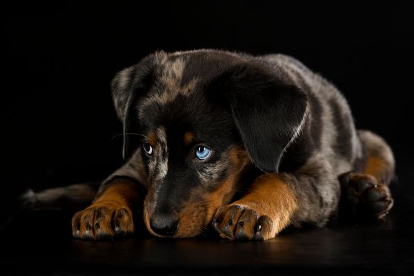 Beauceron Welpe