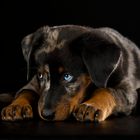 Beauceron Welpe