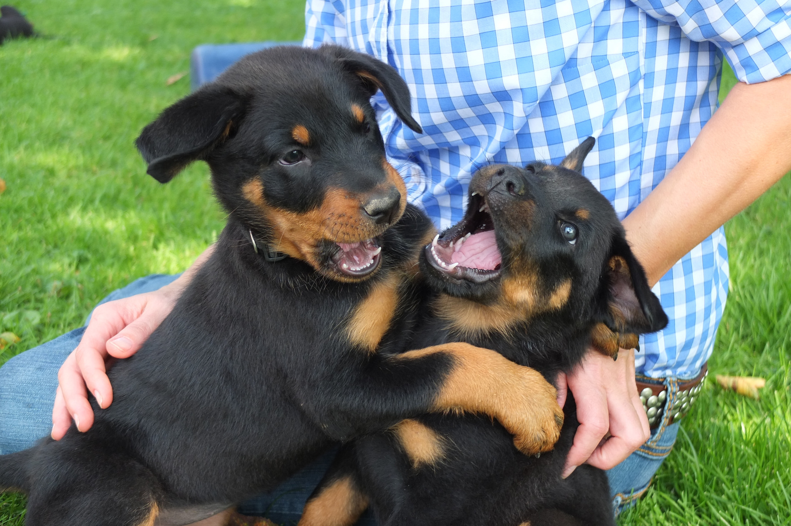 Beauceron Welpen 7 Wochen