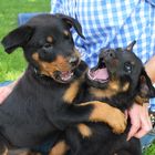 Beauceron Welpen 7 Wochen