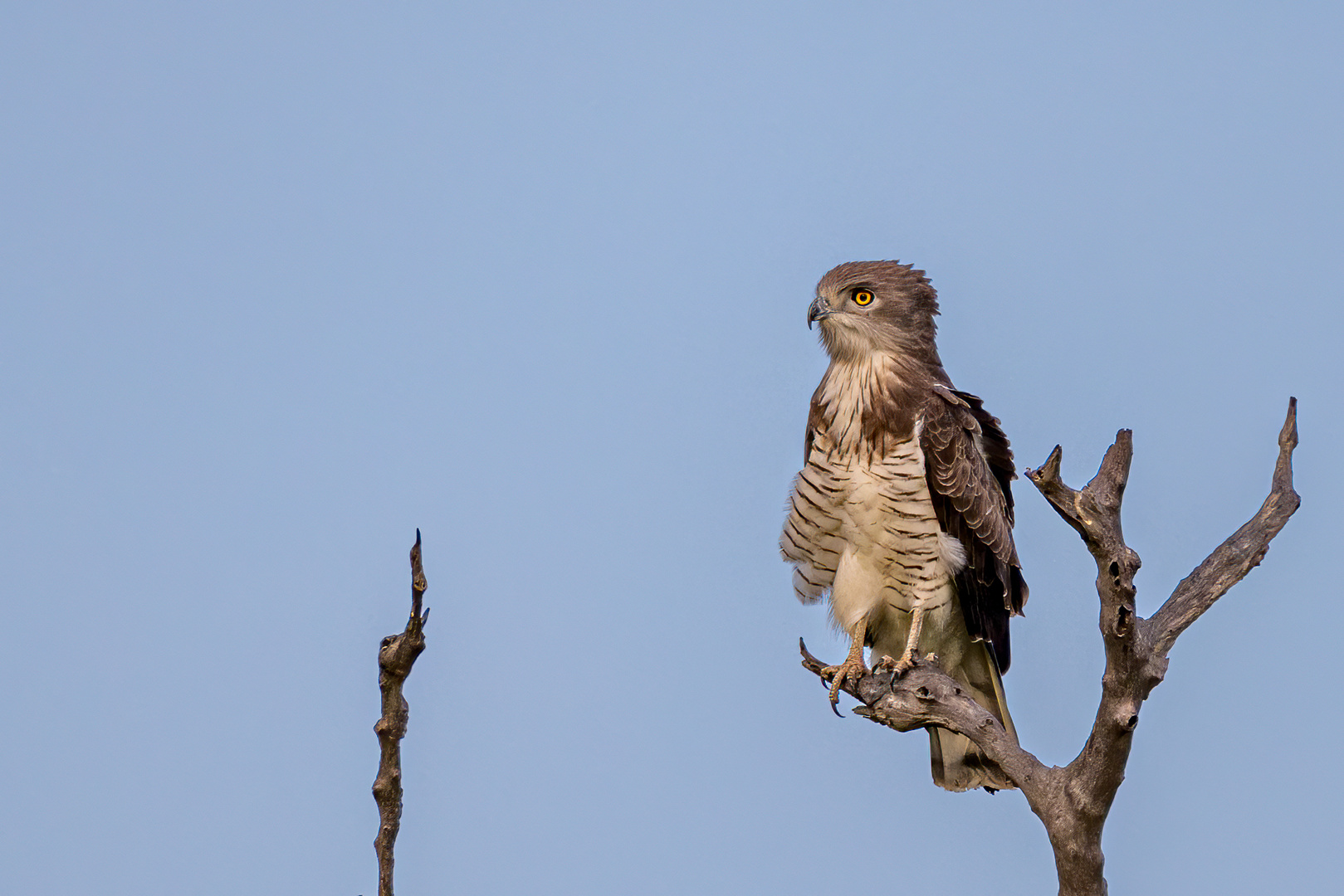 Beaudouin-Schlangenadler - Beaudouin´s Snake Eagle