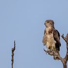 Beaudouin-Schlangenadler - Beaudouin´s Snake Eagle