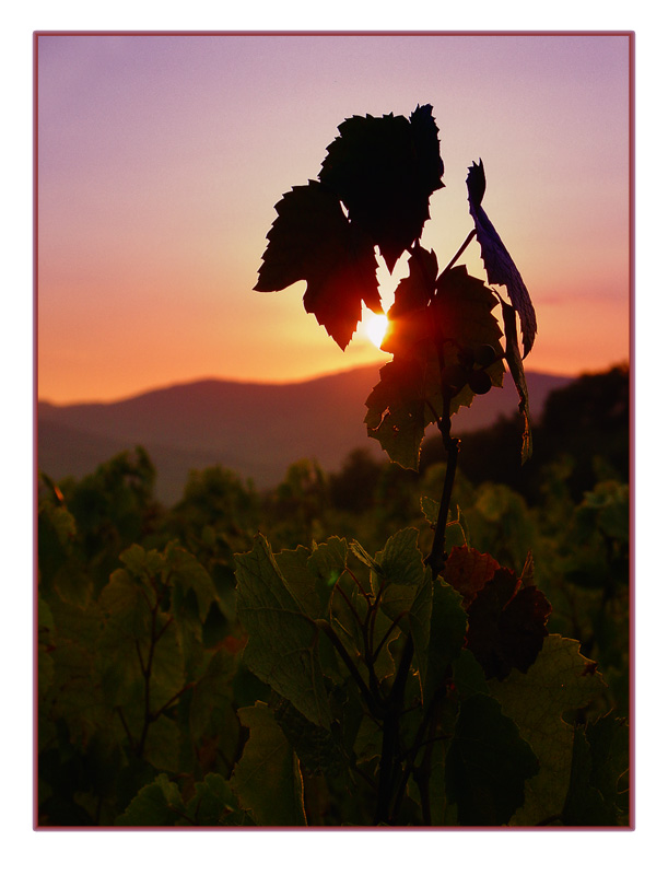 Beaujolais