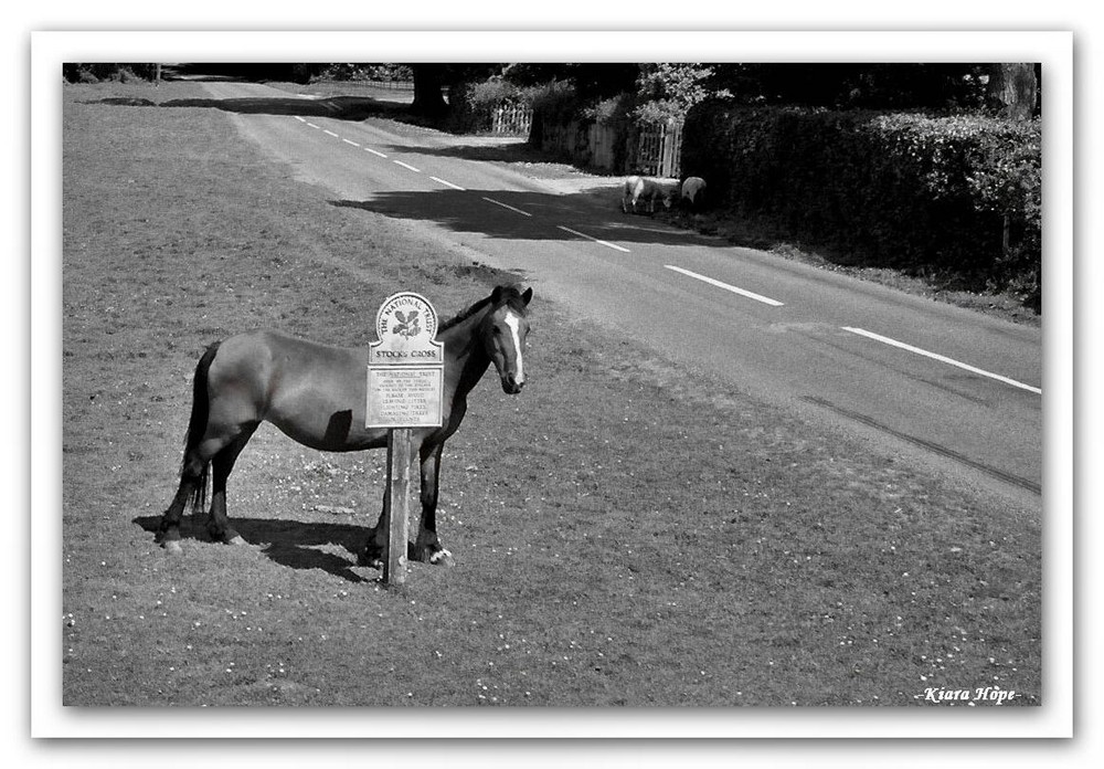 Beaulieu Pony