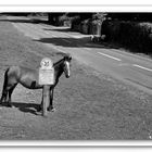 Beaulieu Pony