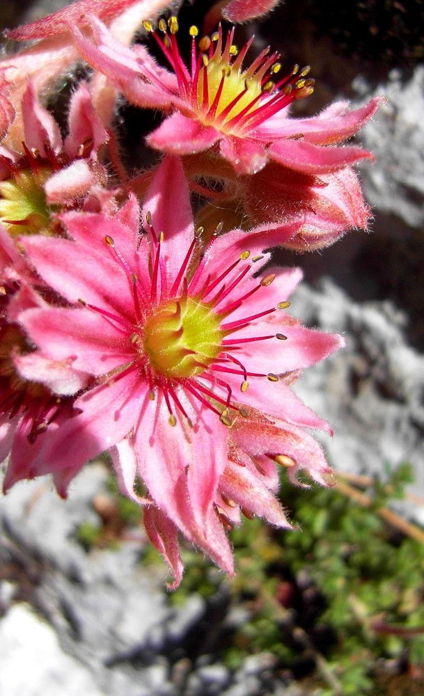 Beauté Alpine