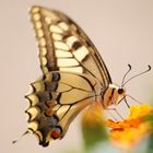 Beauté au natur 'ailes