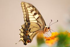 Beauté au natur 'ailes