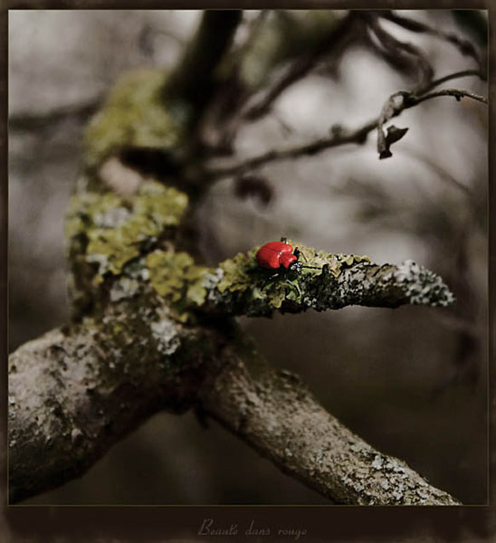 Beauté dans rouge