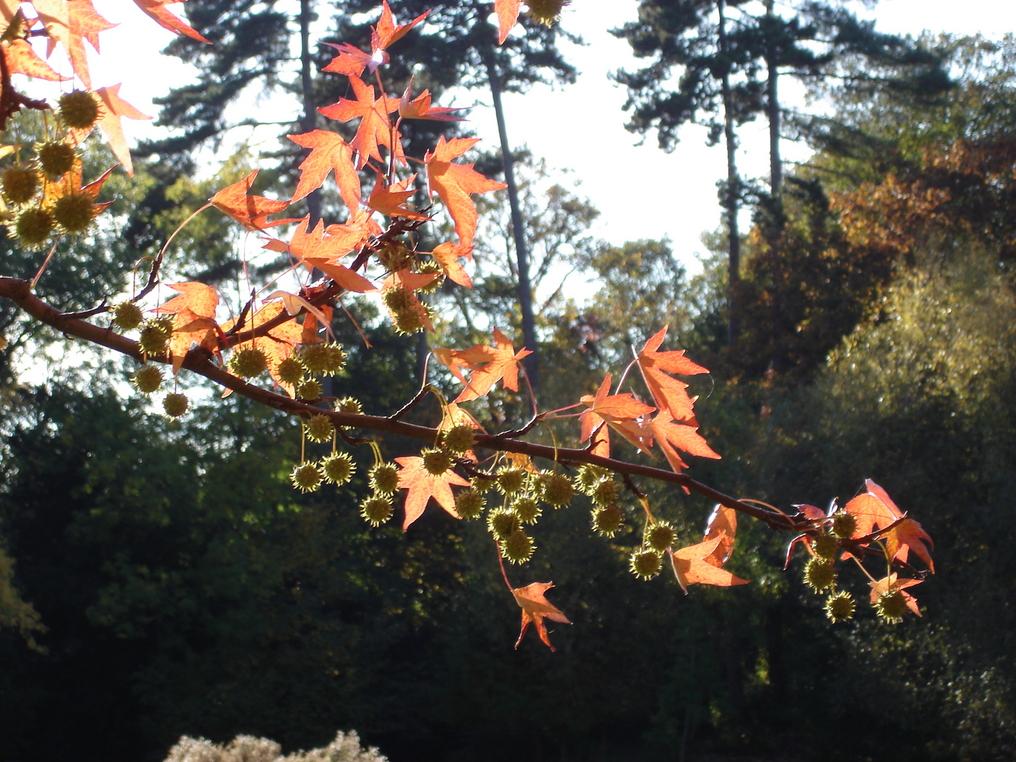 beauté d'automne