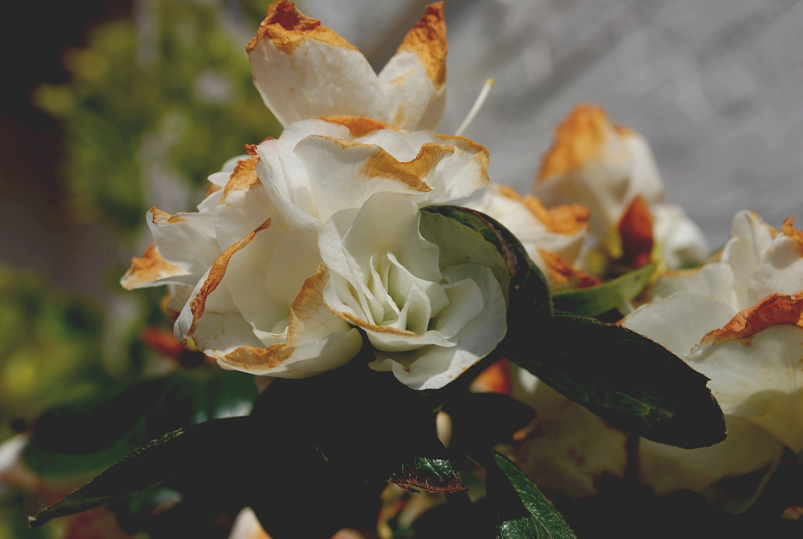 Beauté de la fleur