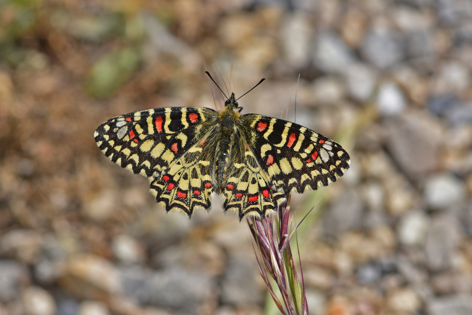 Beauté de la garrigue