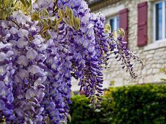 Beauté de la glycine  --  Wisteria sinensis  --  Schönheit des Blauregens