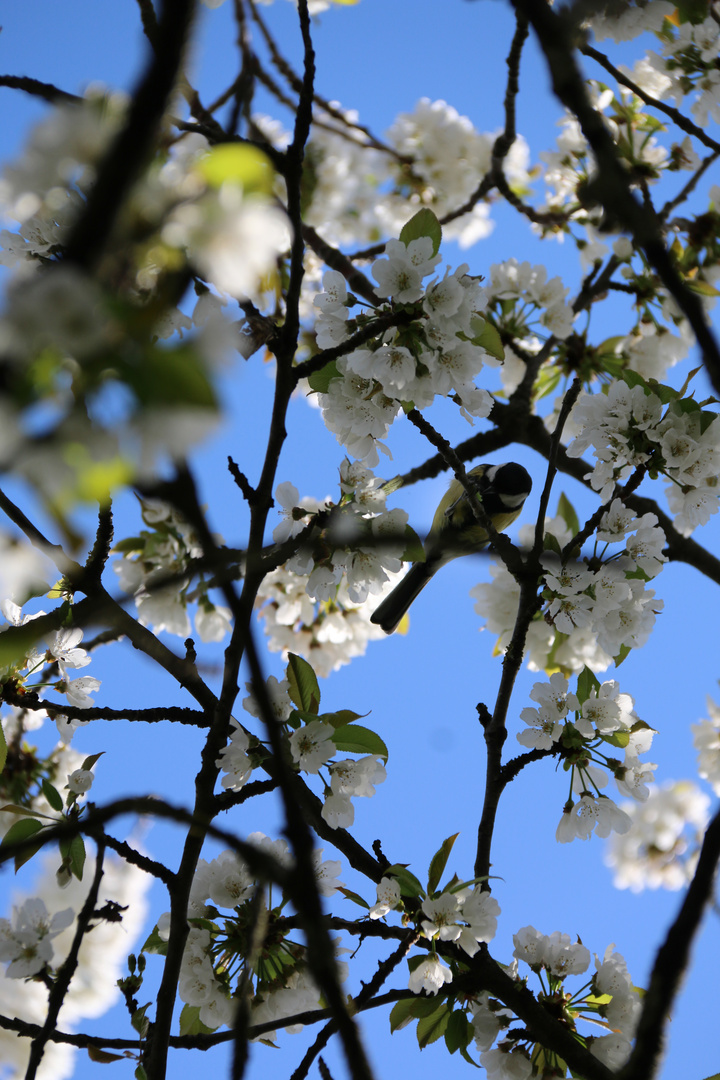 Beauté de printemps