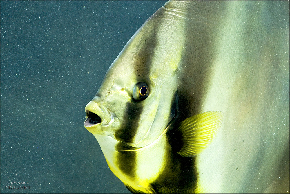 beauté des fonds marins....