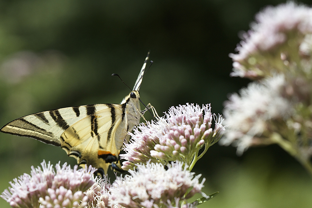 Beauté d'été