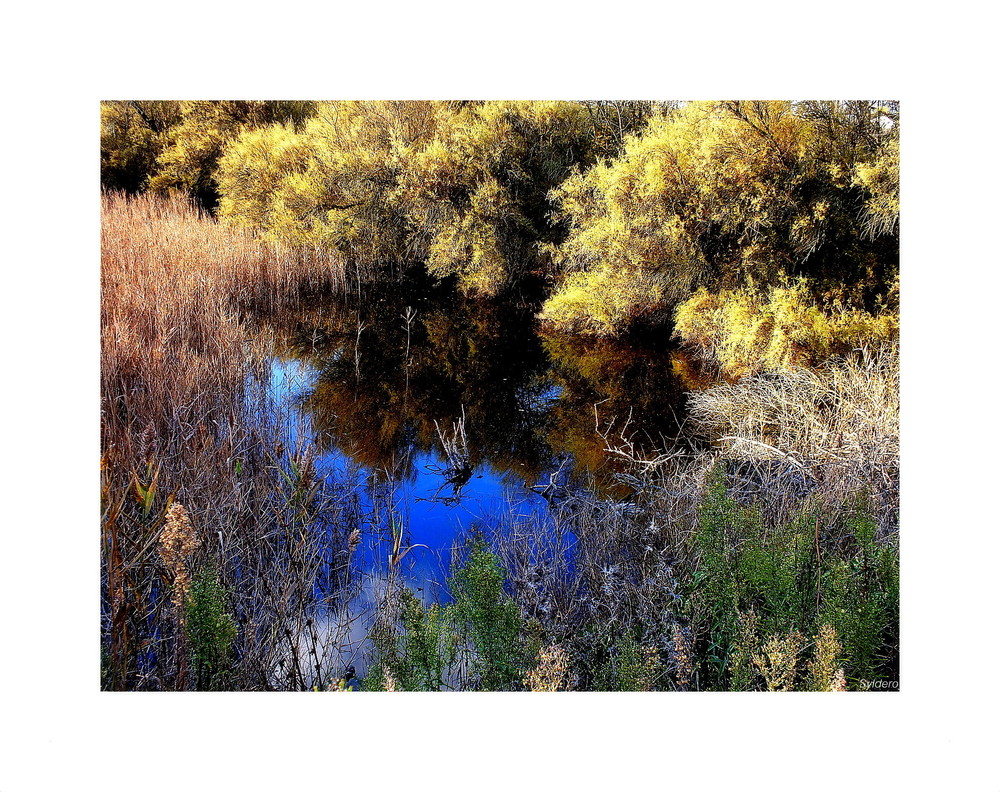 Beauté du marais