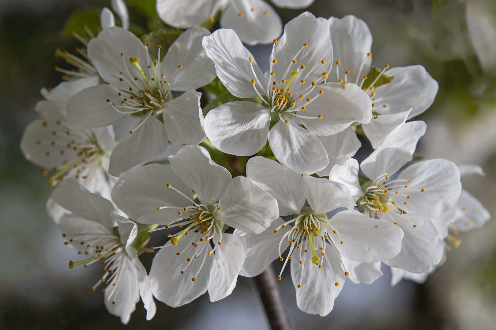 Beauté du printemps