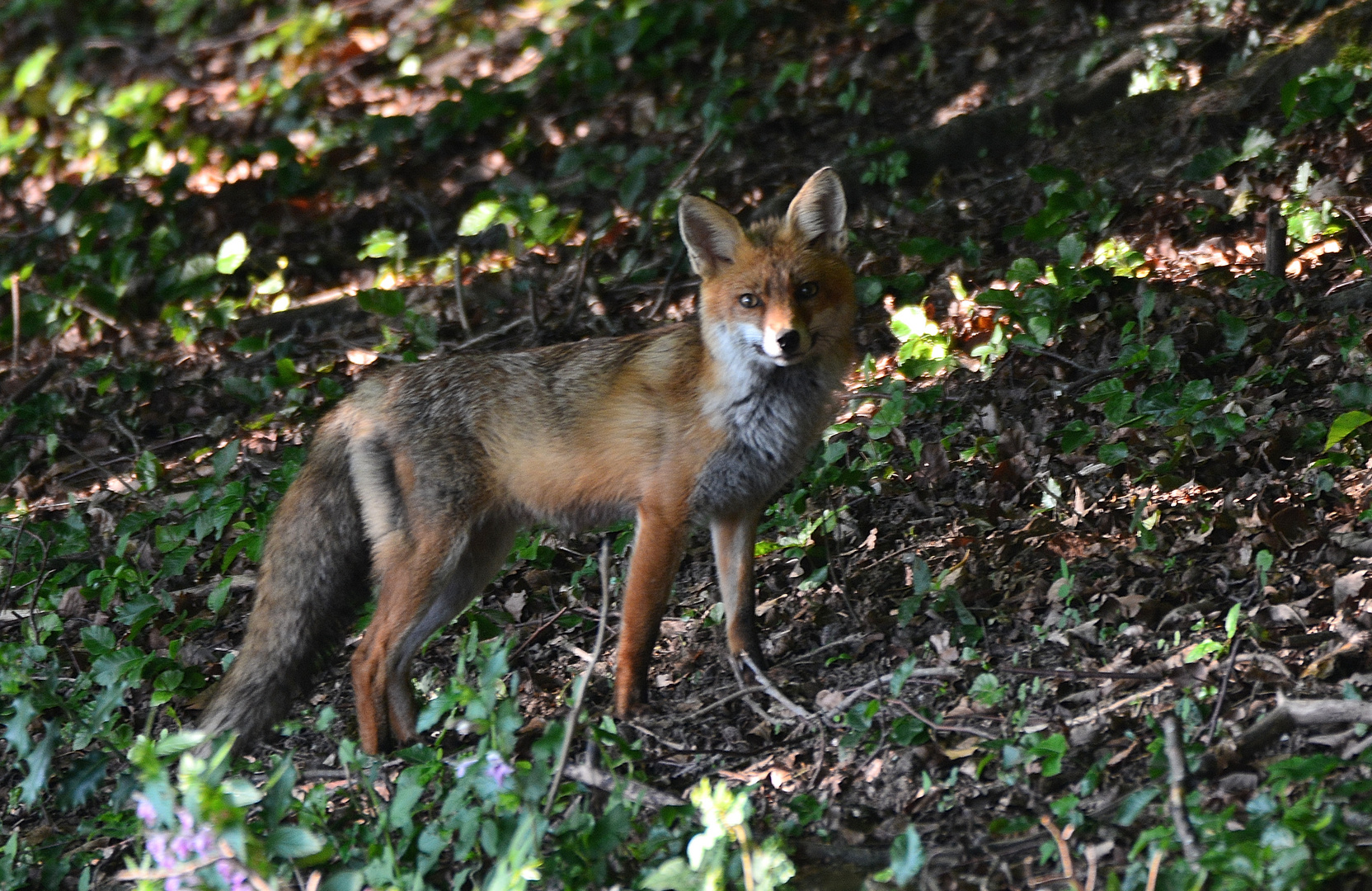 Beauté en sous-bois ..